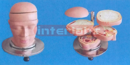 ANATOMICAL DISC MODEL OF HUMAN HEAD AND NECK (5 PCS)